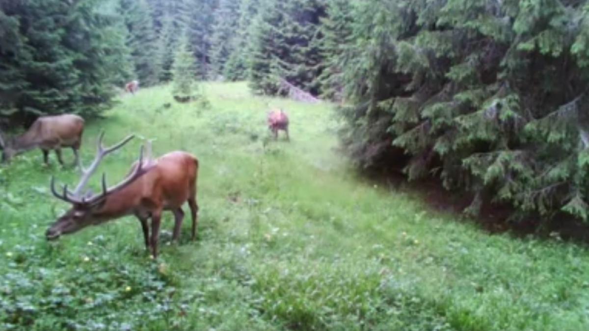 Imagini spectaculoase surprinse în Parcul Natural Apuseni - VIDEO