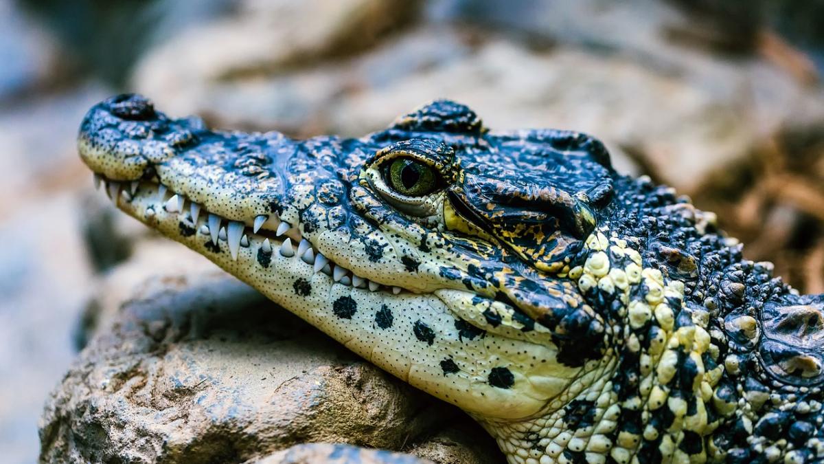 Și-a pierdut viața în timp ce încerca să-și salveze câinele de un aligator