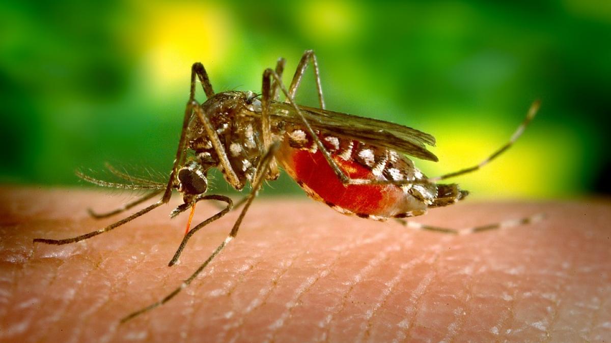 Al doilea caz de infecţie cu virusul West Nile, confirmat la Botoşani