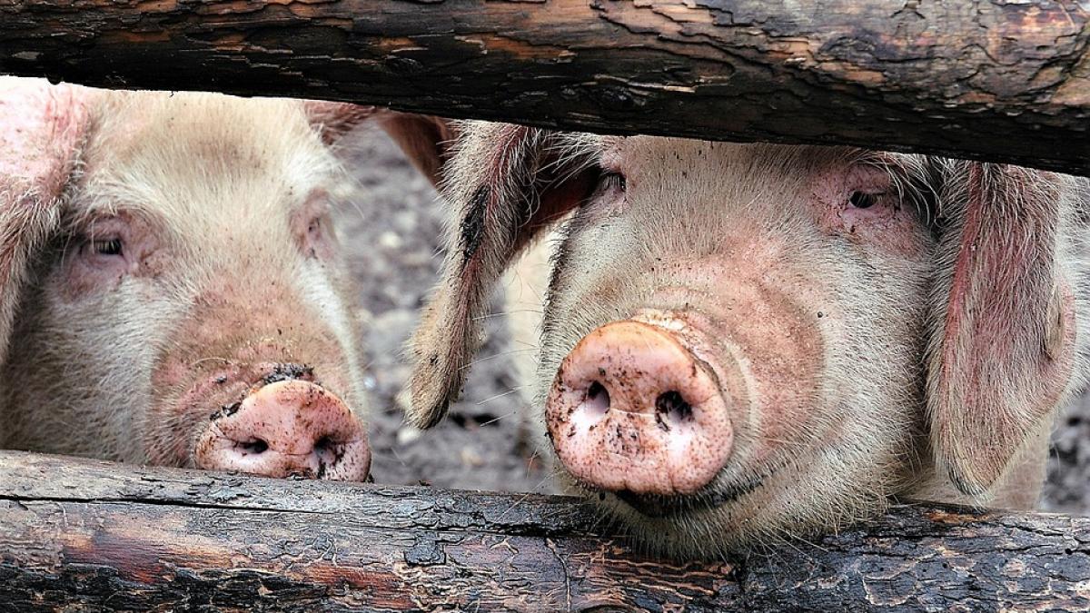 Pesta porcină îngroapă agricultura. Cifrele care confirmă dezastrul