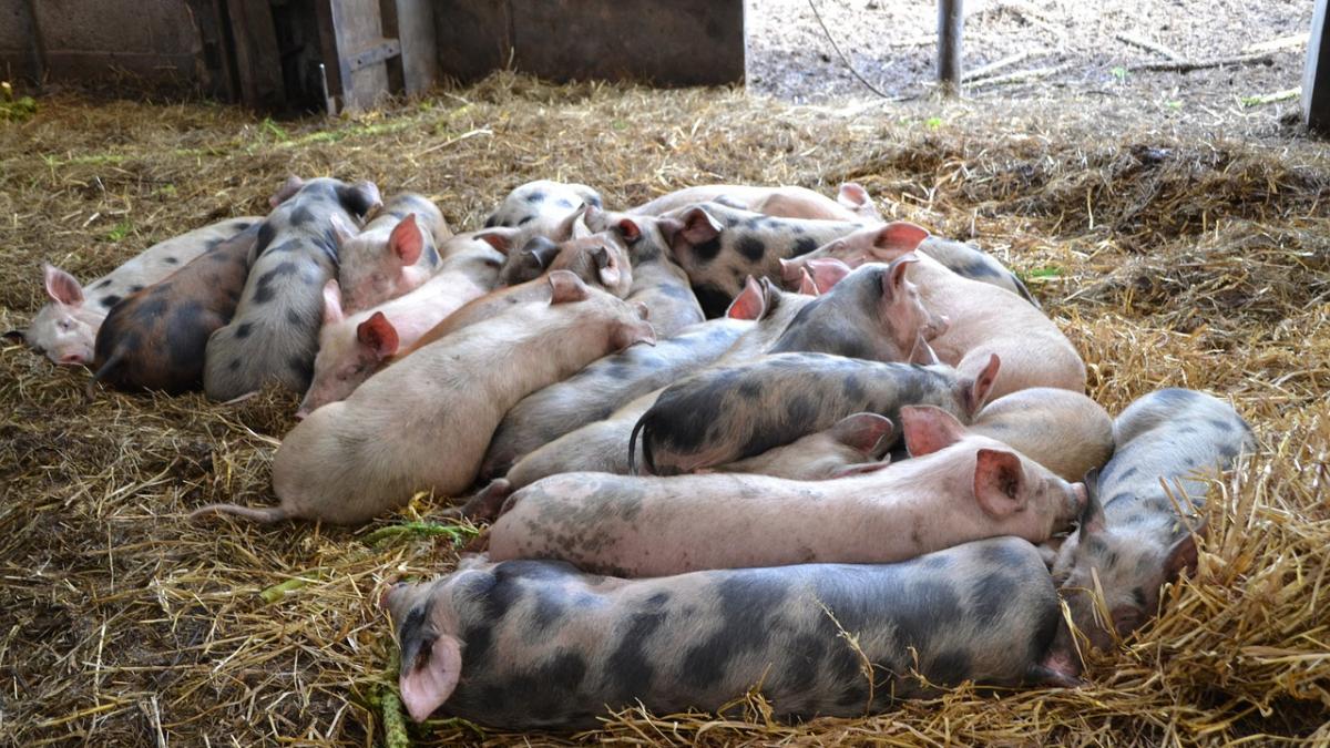 Scandalul pestei porcine ia amploare. Carnea de porc ar putea deveni un lux de Crăciun