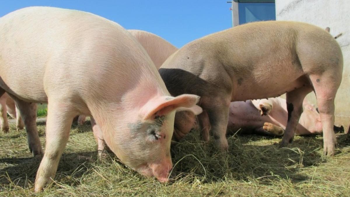 Pesta porcină se extinde în afara Europei. Sunt zeci de mii de porci sacrificați