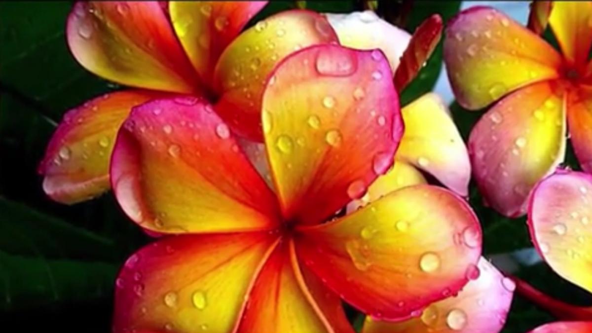 Numai de bine. Plumeria, o plantă exotică uşor de întreţinut