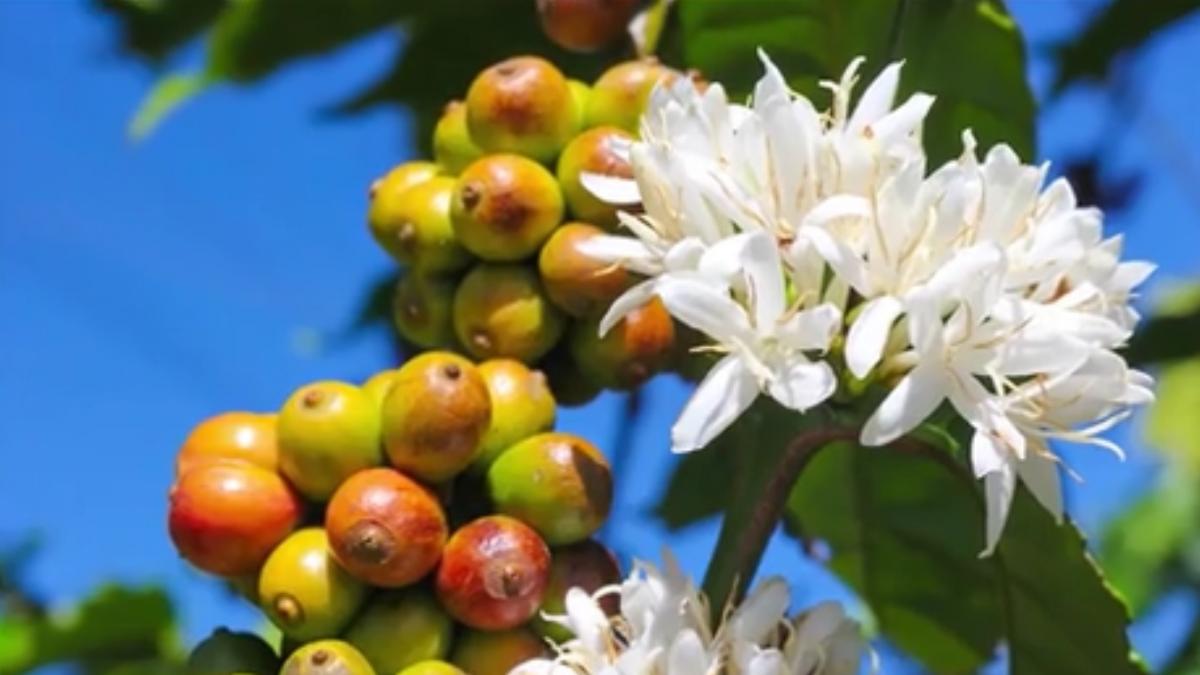 Numai de bine. Cum îngrijiţi planta de cafea, preferată de tot mai mulţi români