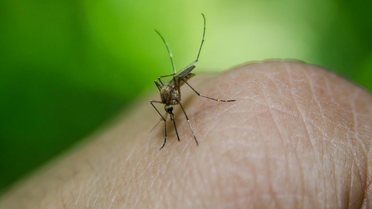 Ultimele statistici: 19 cazuri noi de infecţie cu virus West Nile. Încă patru oameni au murit în ultima săptămână