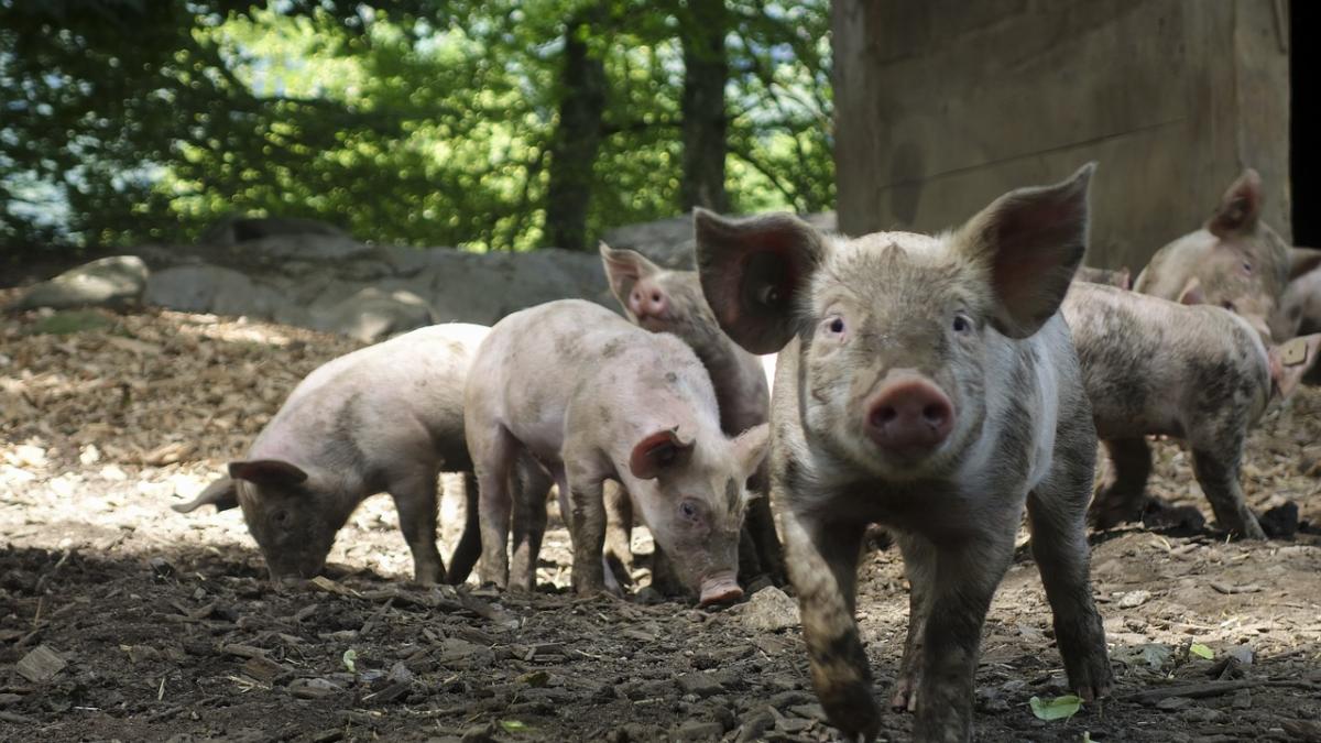 Două ţări europene vor construi un gard la graniţă pentru a împiedica răspândirea pestei porcine