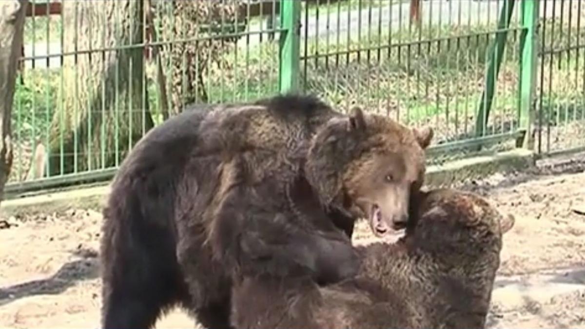 Caz halucinant la Grădina Zoologică. Doi adolescenţi au vrut să facă selfie cu ursul