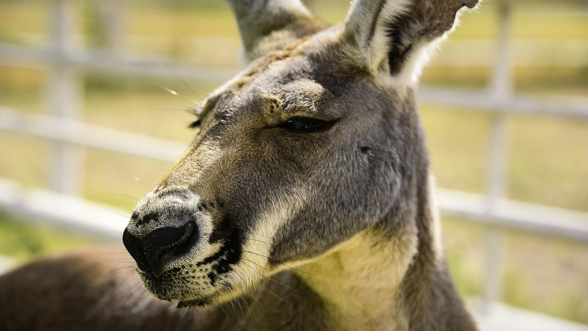 O întreagă familie, atacată de un cangur în Australia