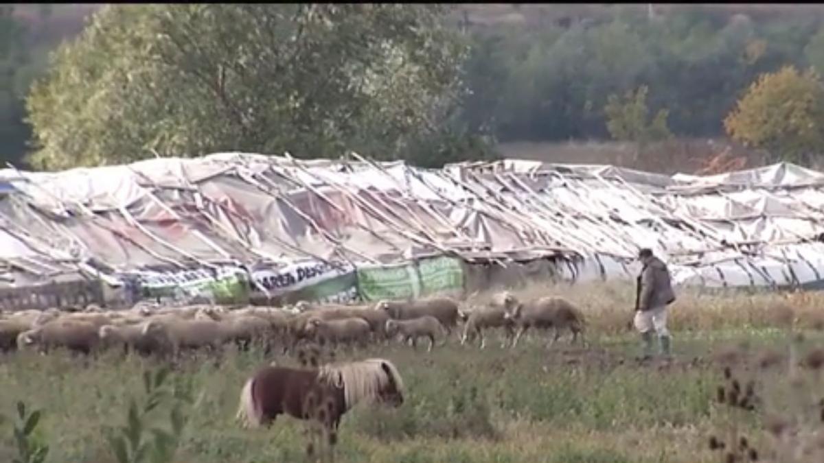 Imagini cu camera ascunsă! Fermele improvizate descoperite în Bucureşti, adevărate focare de infecţie - VIDEO