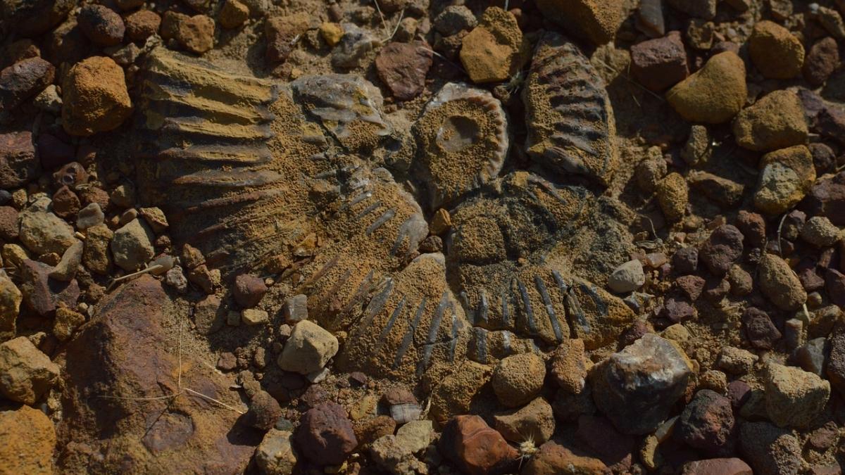 O specie necunoscută a fost descoperită de cercetători. Avea peste 12 metri lungime