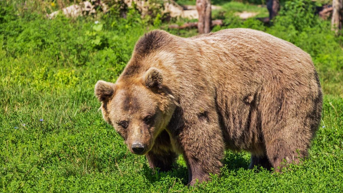 Stare de alertă în Mediaș! Un urs s-a plimbat în voie prin zona locuită