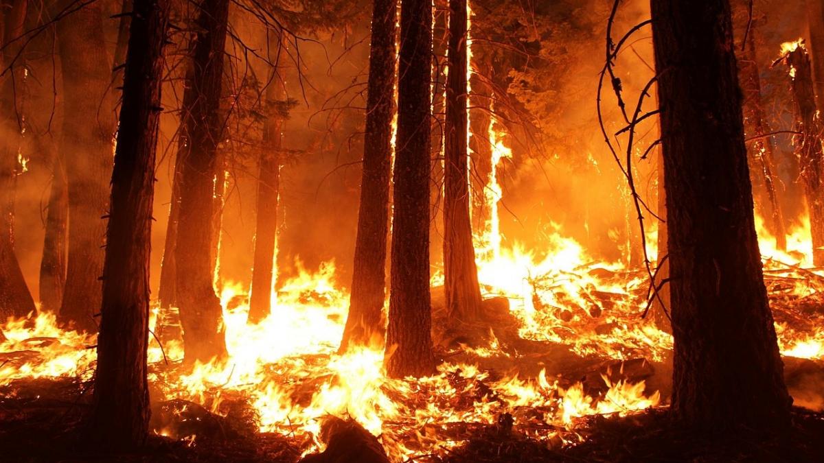 Incendiile uriaşe din California continuă să facă prăpăd! Bilanţul morţilor a ajuns la 63