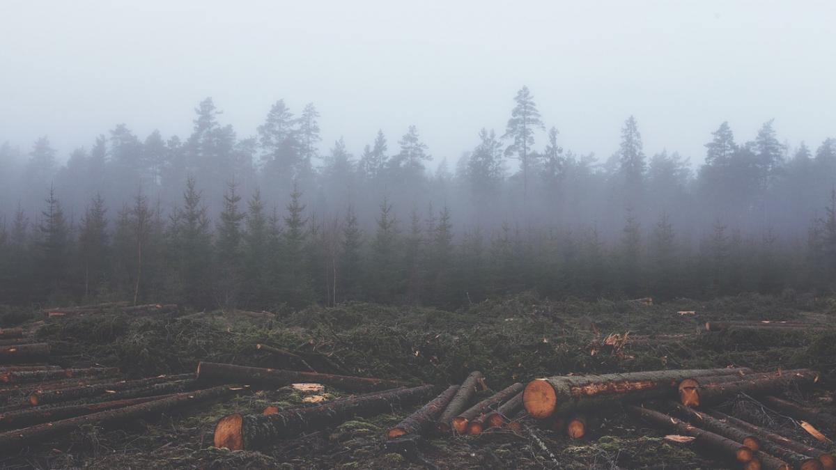 Sinteza zilei. Defrișările din România, subiect de documentar la BBC