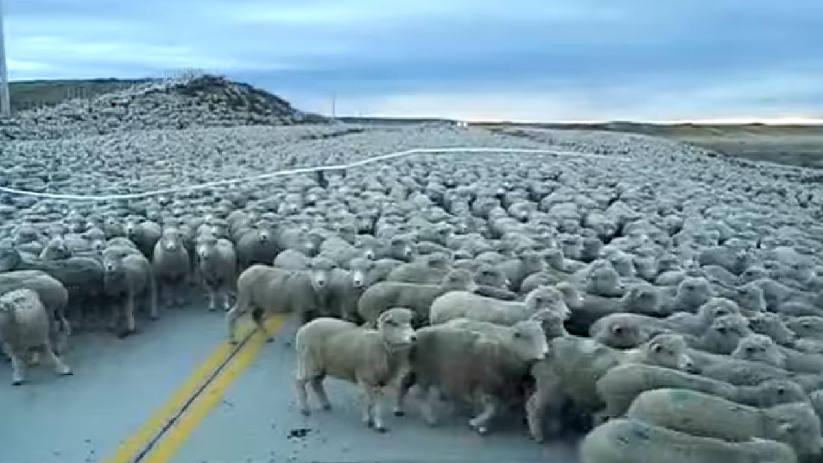 Imagini incredibile pe un drum european din România. O turmă de oi, scăpată de sub control, la lins sarea de pe asfalt