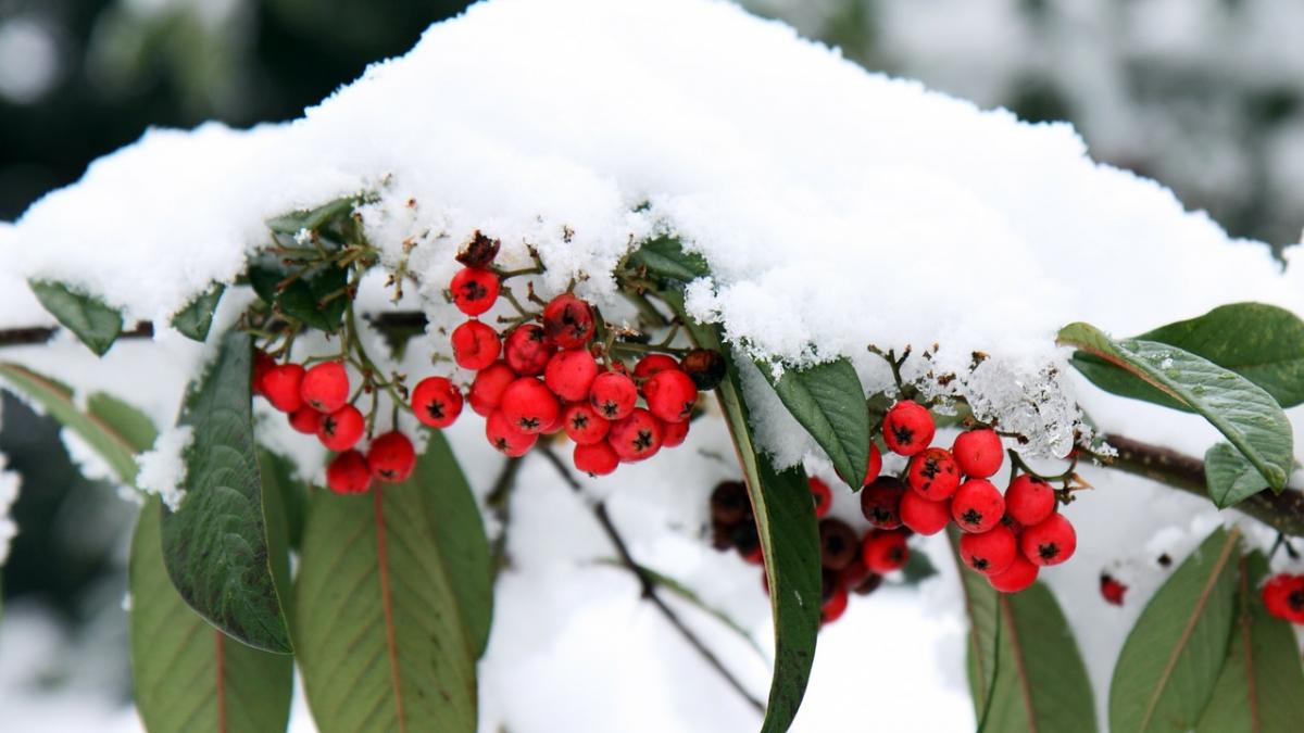 VREMEA. Prognoză meteo pentru perioada 1-10 martie. Scăpăm sau nu de ninsori? 