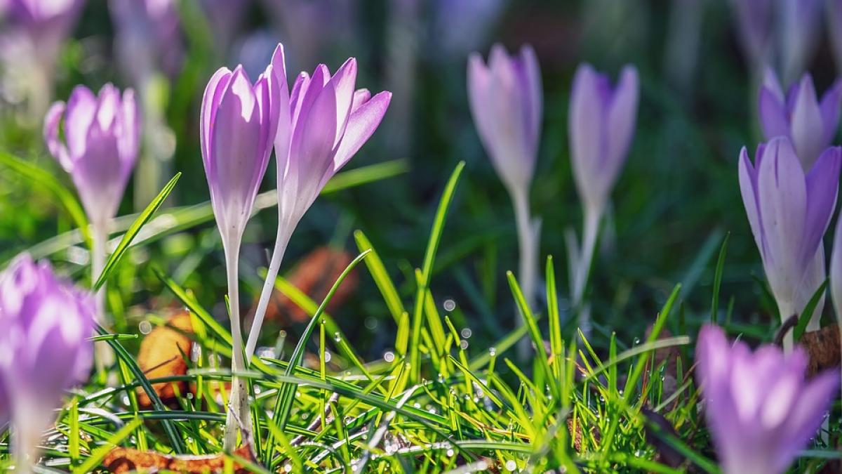 MESAJE și URĂRI pentru FLORII. Aici găsești inspirația