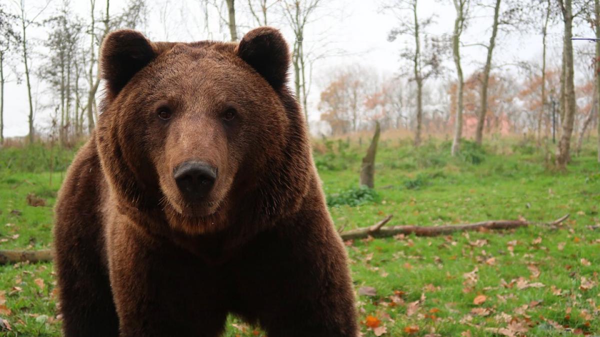 Noi detalii despre turiștii străini atacați de urs în Munții Făgăraș