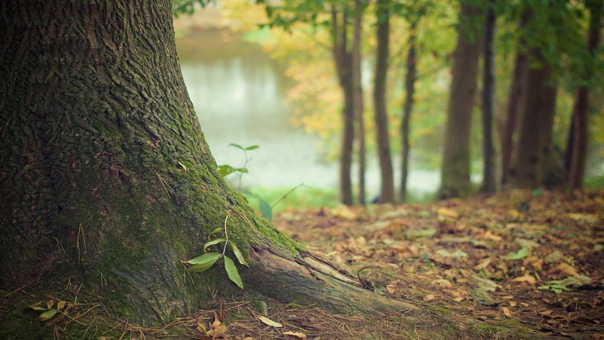 Câțiva turiști erau într-o pădure din Vrancea când au avut parte de o întâmplare neașteptată: ”Dumnezeule. Nu am știut unde să-l băgăm” (VIDEO)