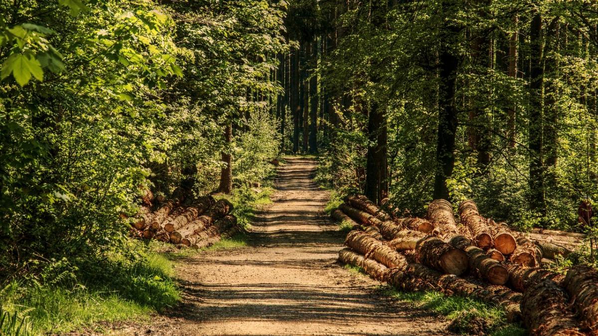 UNESCO va ancheta măcelul pădurilor românești