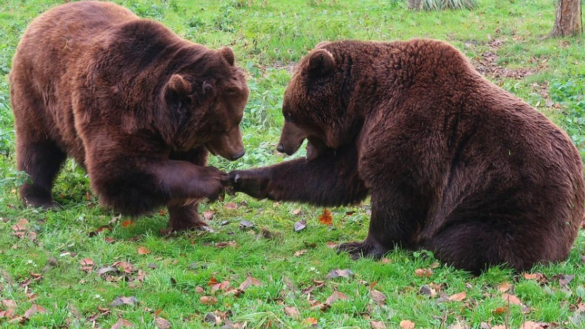 Mesaje Ro-Alert trimise turiştilor şi localnicilor din Băile Tuşnad. S-a semnalat prezenţa unor urşi în staţiune