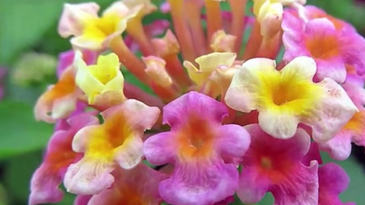 Numai de bine. Lantana, planta cameleon a verii