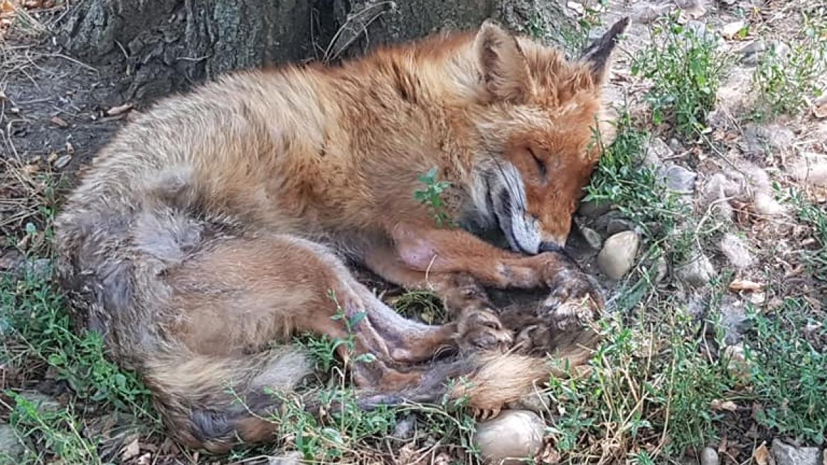 Iulian s-a dus la grădina zoologică din Vâlcea și a văzut ceva de neimaginat. A postat imediat imaginile pe o rețea de socializare (VIDEO)