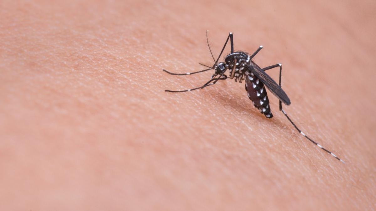 Virusul West Nile face noi victime în România. 25 de cazuri de infecţie și trei decese 