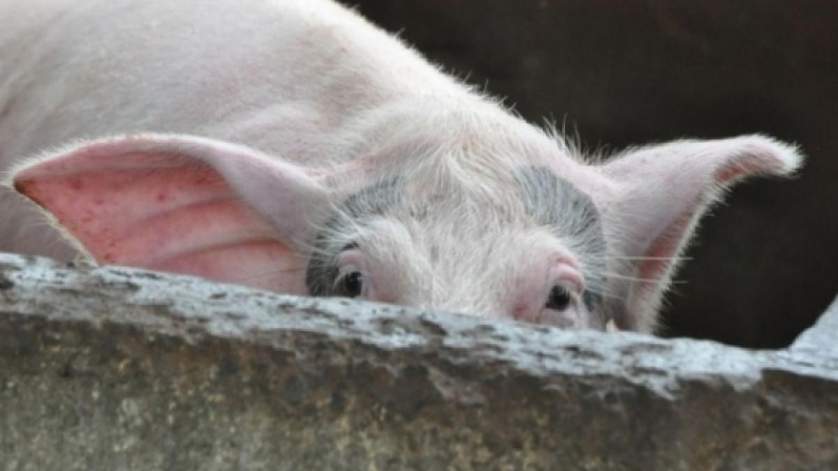 Numărul focarelor de pestă porcină africană creşte alarmant. Au fost sacrificați peste 480.000 de porci afectaţi de boală