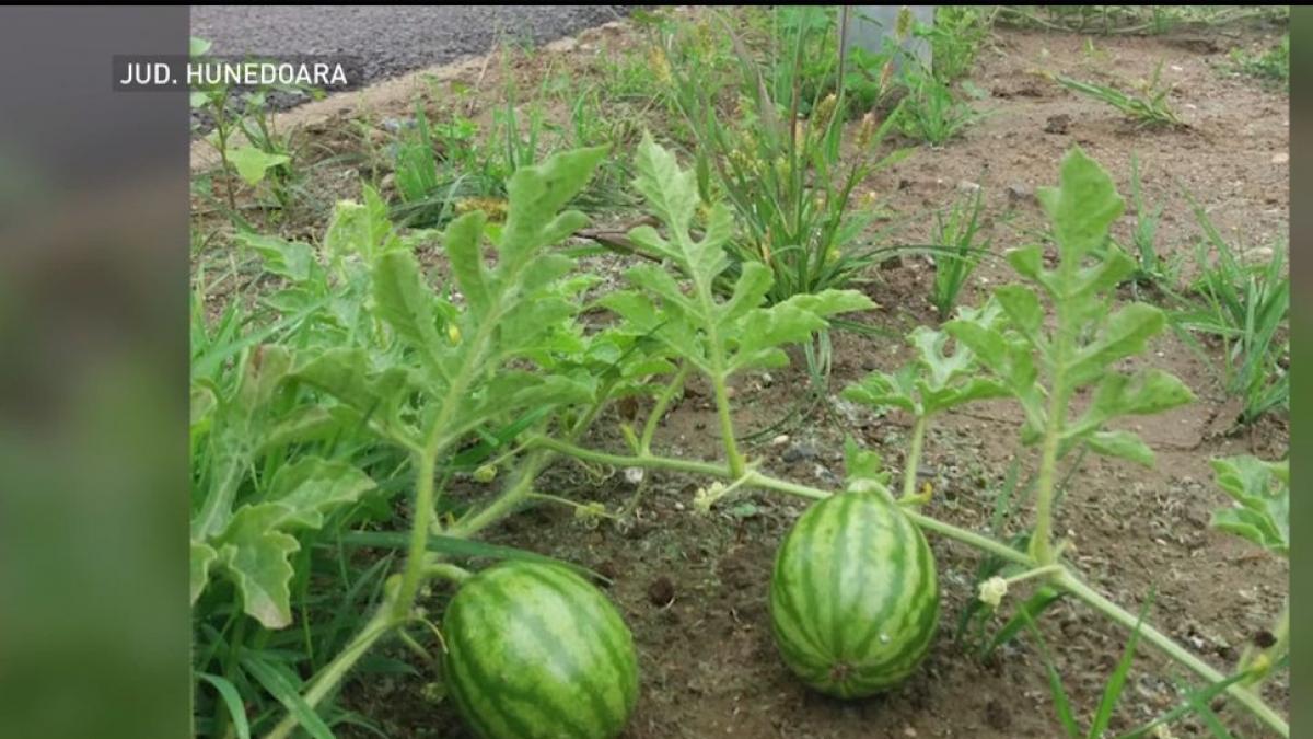 Autostrada Deva-Lugoj înregistrează un nou record! Pe lotul trei au crescut pepeni