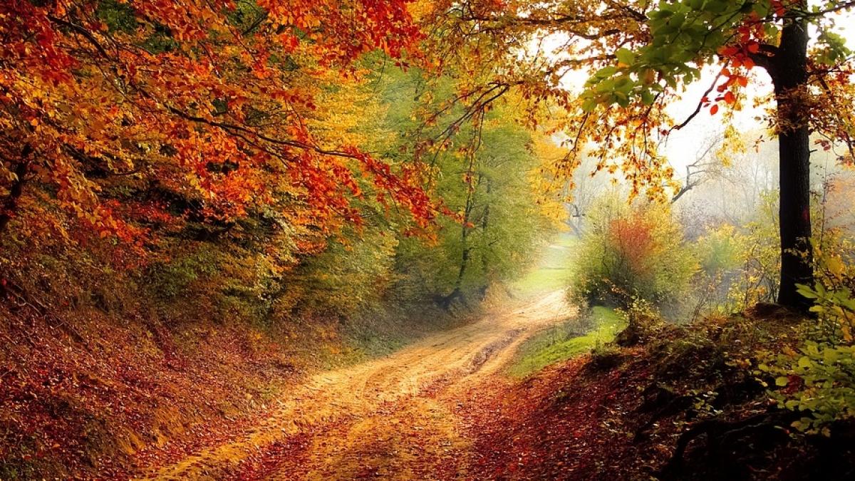 Ce au descoperit doi norvegieni plecați în pădure să caute ciuperci