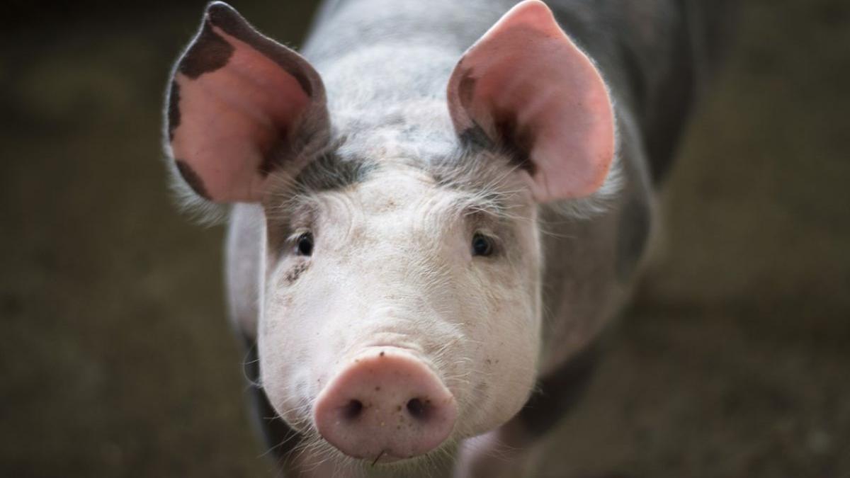 România ar putea primi o lovitură mortală! Carnea de porc, interzisă la export? 