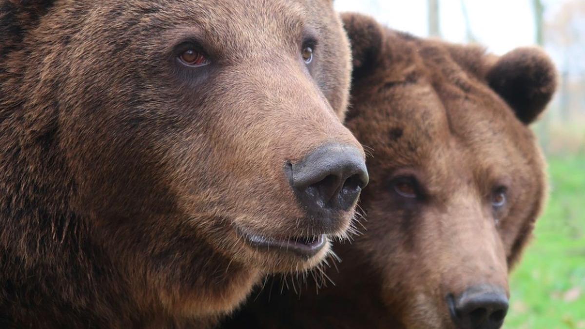 Alertă în Băile Tuşnad! Trei urşi gonesc pe străzile staţiunii