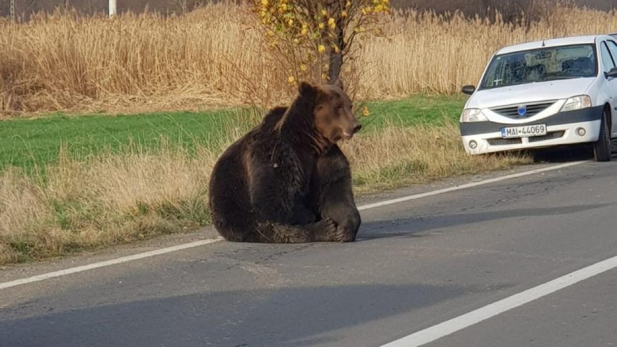 Prefectul judeţului Harghita spune că a făcut ceea ce a depins de el în cazul ursului accidentat de la Praid: „Nu am nimic ce să-mi reproşez”