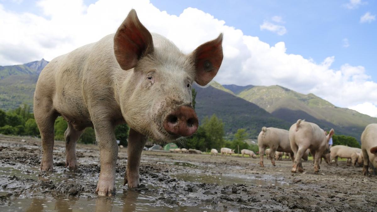 Când se taie porcul. Ziua în care se sacrifică porcul de Crăciun