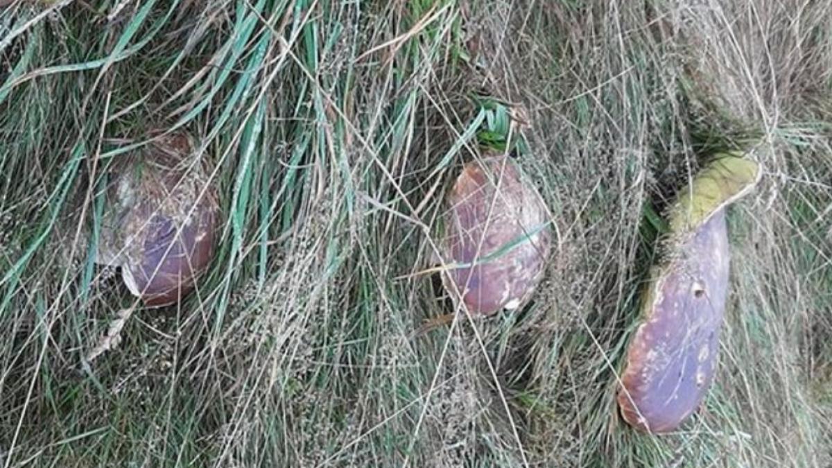 Marius se plimba într-o sâmbătă prin pădure, prin Poiana Brașov, când a zărit ceva incredibil: "O Doamne, erau trei și erau enormi! Prietenii mei nu m-au crezut nicio secundă Și totuși... erau chiar acolo!"