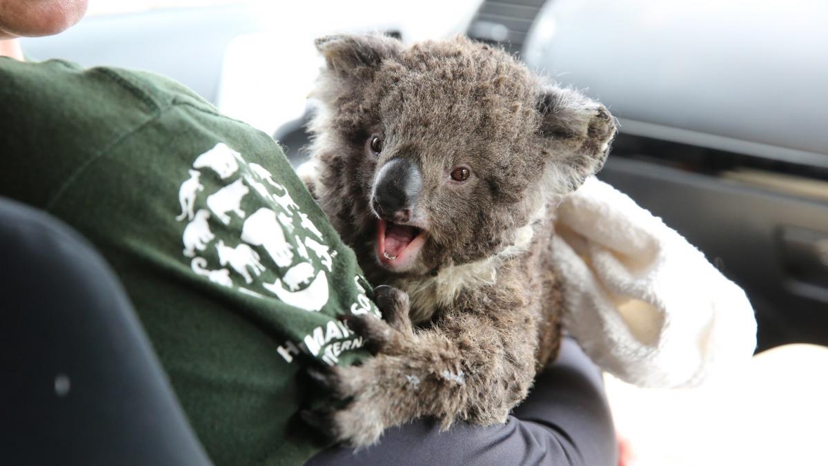 O echipă de voluntari salvează animalele supraviețuitoare ale incendiilor dramatice din Australia (VIDEO)