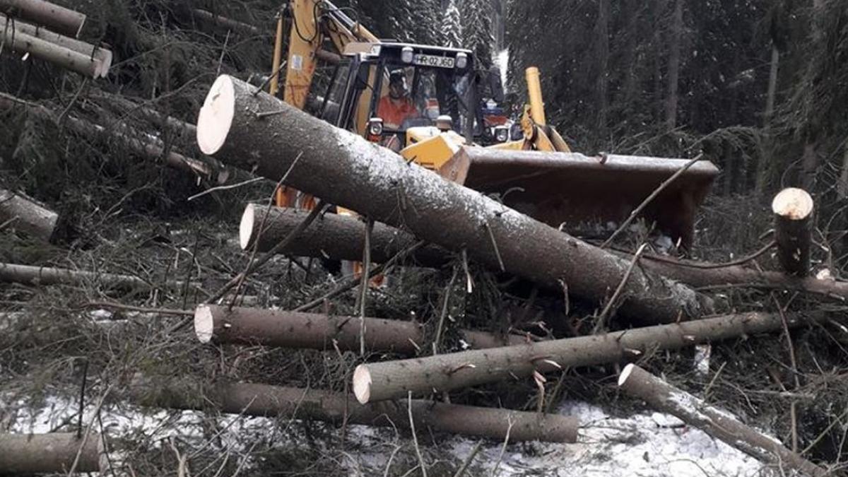 Sute de copaci aruncați pe șosea, în zona Lacului Roșu din Harghita - Galerie FOTO