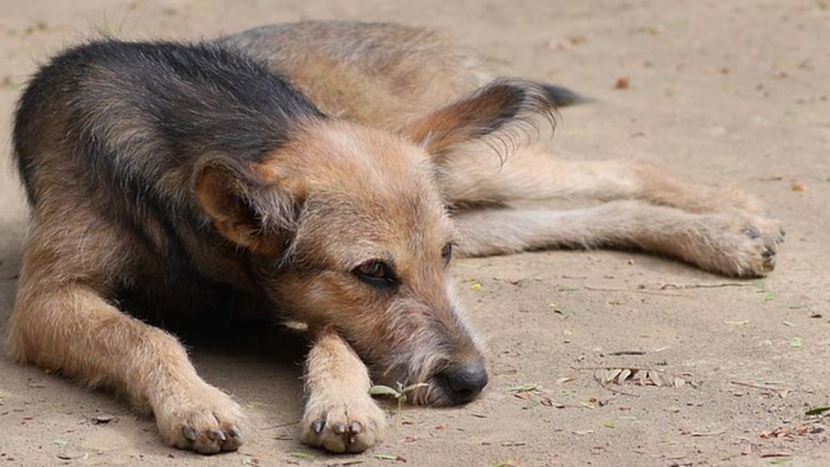 Vietnamezi acuzaţi că au furat un câine şi l-au mâncat, la Gilău, în Cluj