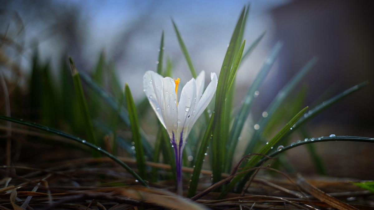 Prognoza meteo pentru 16 martie 2020. Meteorologii anunță zile cu vreme frumoasă, dar rece