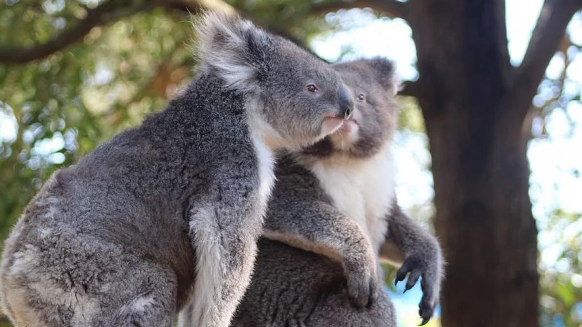 Primul pui de Koala născut după incendiile devastatoare din Australia