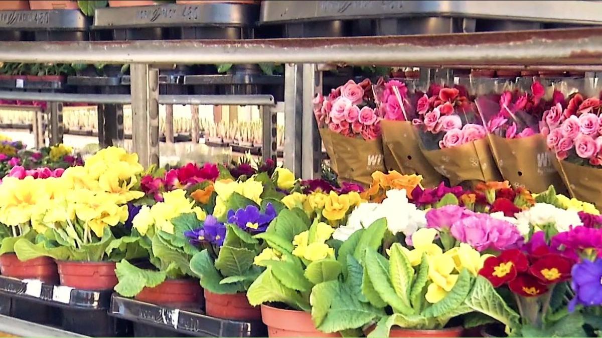 Numai de bine. Flori colorate pentru o grădină însorită 