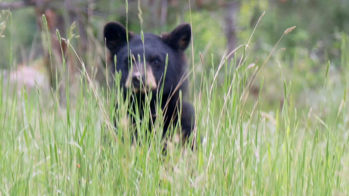 Pui de urs, împușcat la Predeal. Singura lui vină a fost că a început să iubească oamenii