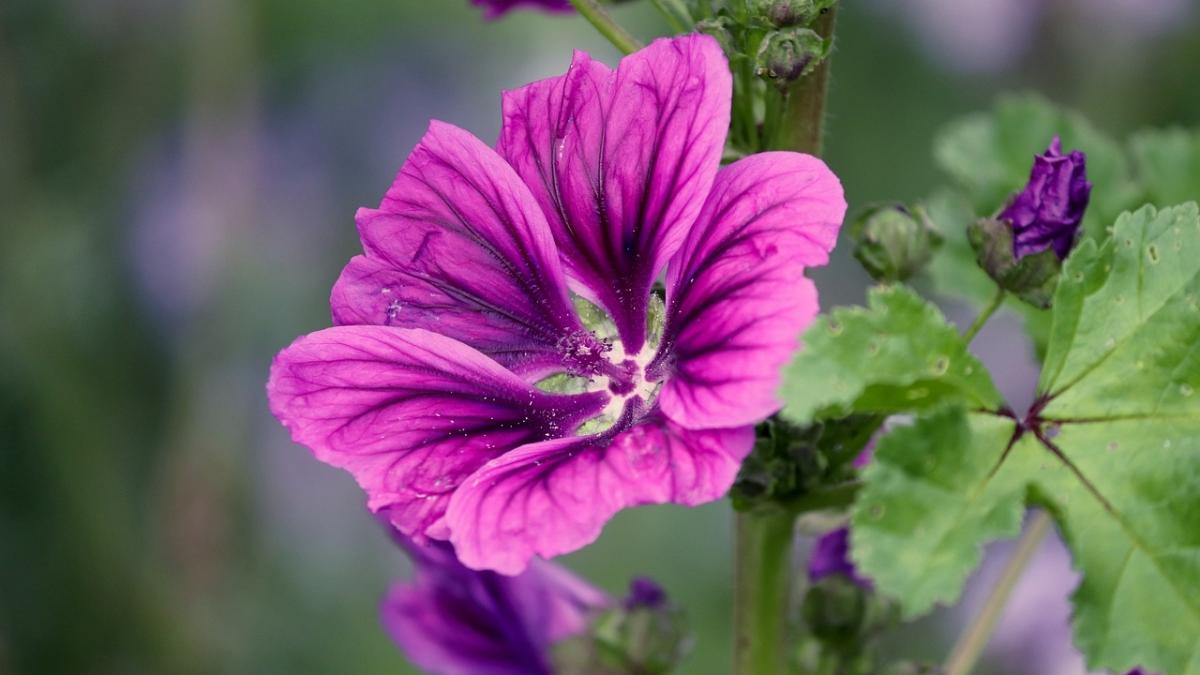 Cea mai spectaculoasa floare. Nalba, regina plantelor vindecătoare 