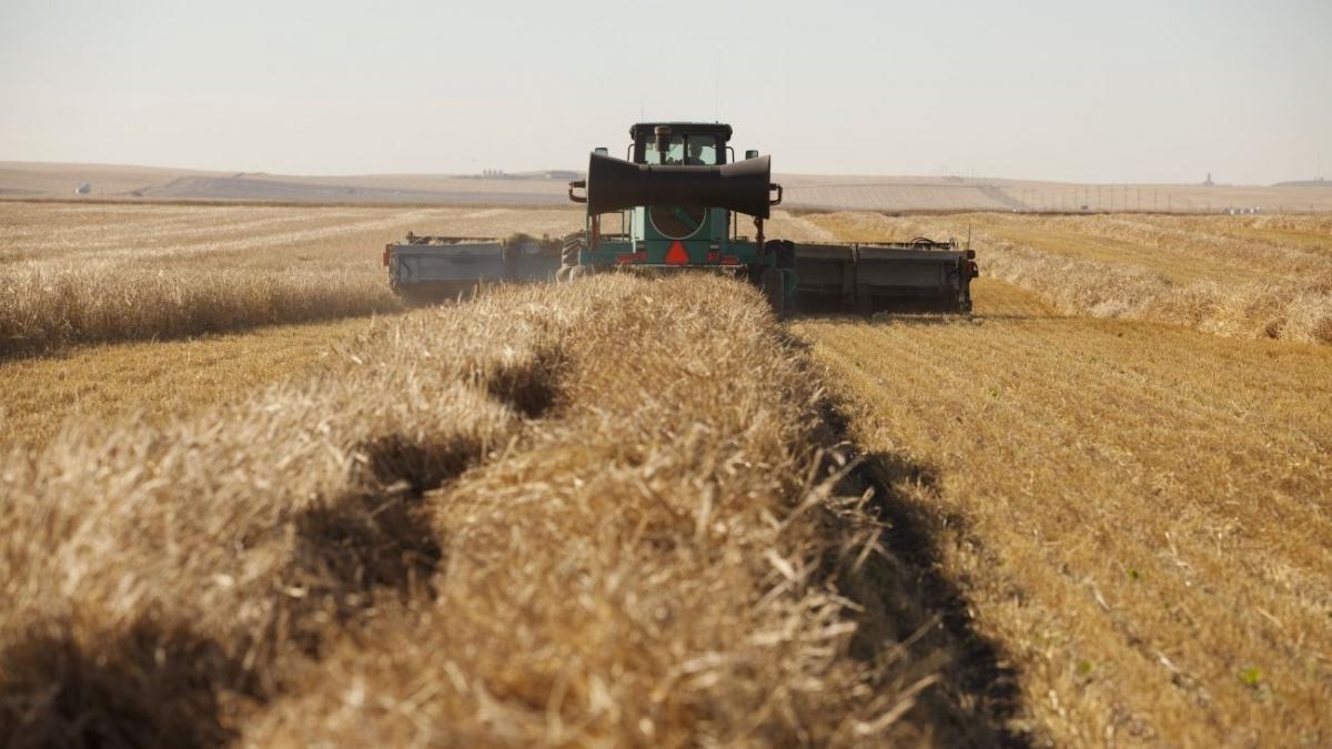 Seceta distruge agricultura, iar fermierii cer ajutor: ''Avem daună totală şi la porumb şi la grâu!''