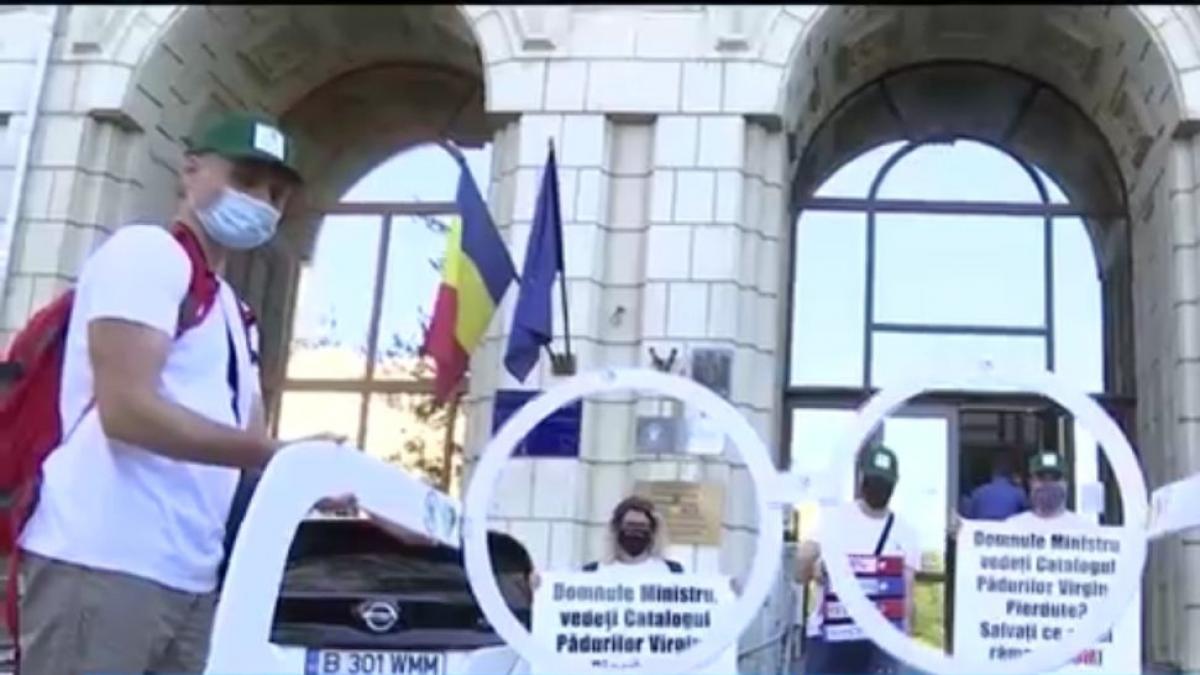 Protest inedit în faţa Ministerului Mediului! Autorităţile, puse la zid pentru că taie pe bandă rulantă ''aurul verde'' al ţării