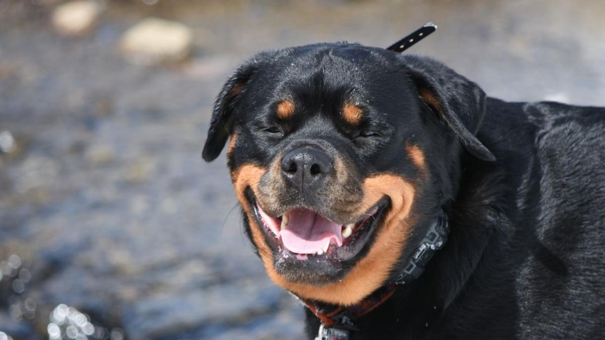 Caz şocant în Constanţa! O adolescentă de 15 ani a fost sfâşiată de un rottweiler