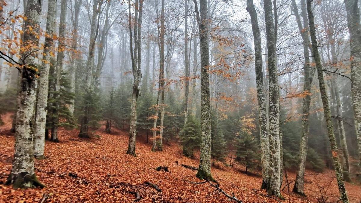 Prognoza meteo pentru luna noiembrie. Anunţul făcut de Elena Mateescu, director ANM