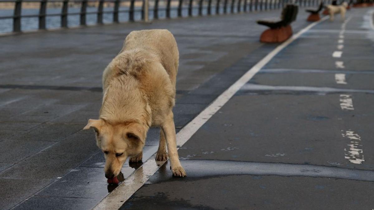 Un cățel și-a așteptat o lună stăpânul bolnav de COVID în fața spitalului, fără să știe că a murit