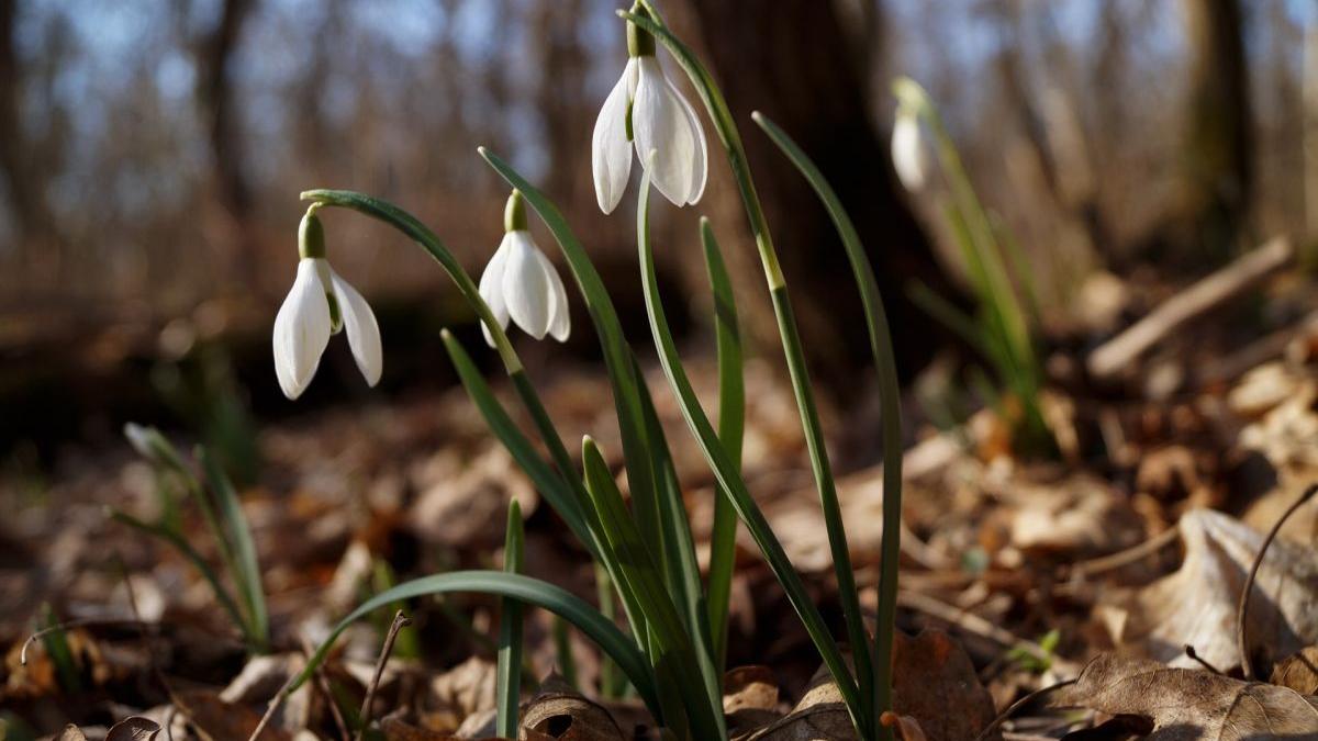 Vremea 23 februarie 2021. Temperaturi anormale pentru această perioadă