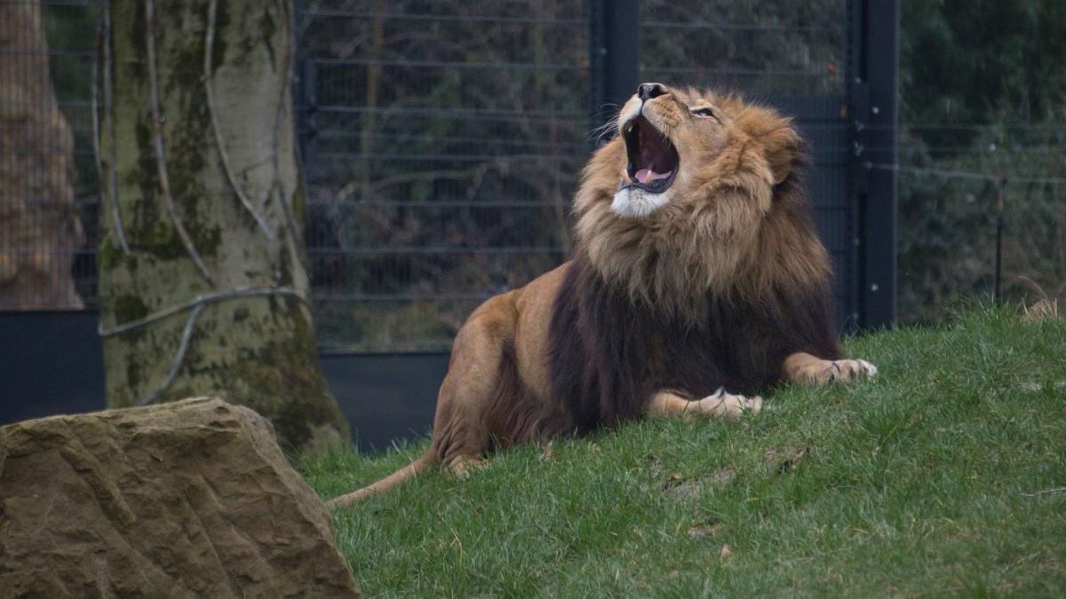 Animalele de la ZOO, în pericol. Proiectul PNL care ar permite ca ele să fie vândute pentru sacrificare, vânătoare și circ